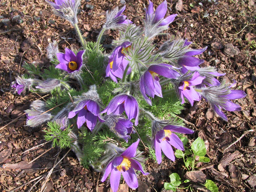 Pulsatilla vulgaris 02.JPG
